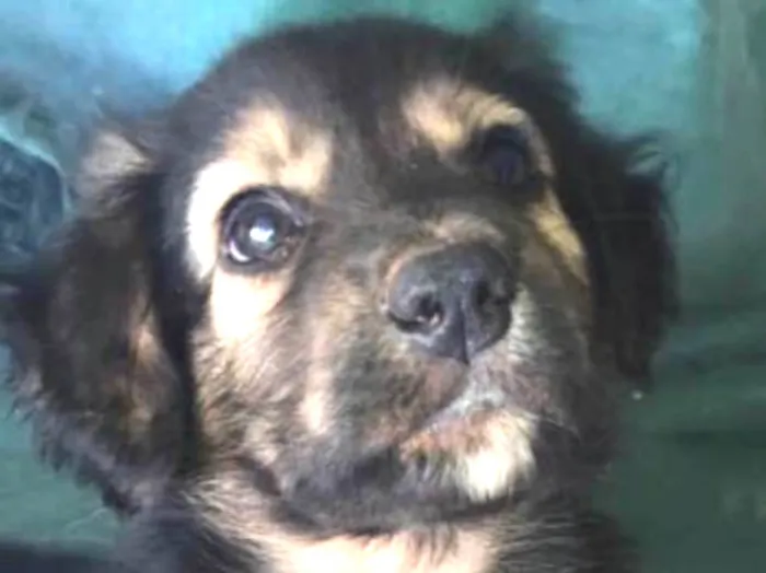 Cachorro ra a SRD idade 2 a 6 meses nome Marley