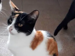 Gato raça Srd idade 7 a 11 meses nome Trica
