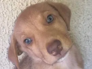 Cachorro raça SRD idade 2 a 6 meses nome Mike 