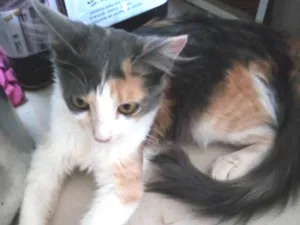 Gato raça SRD idade 2 a 6 meses nome Bia 