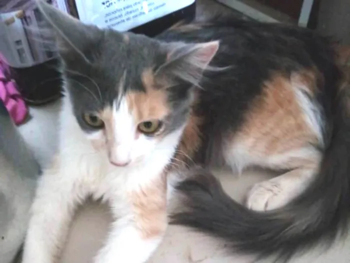 Gato ra a SRD idade 2 a 6 meses nome Bia 