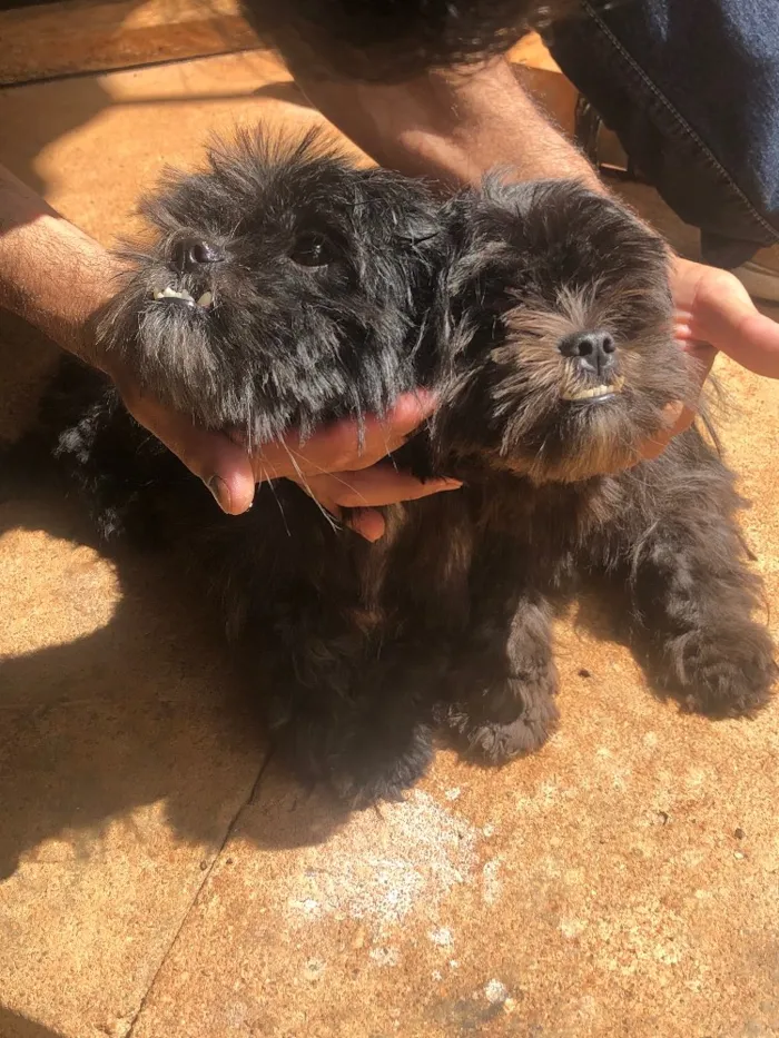 Cachorro ra a Shitszu  idade 2 anos nome Babi e Bobi