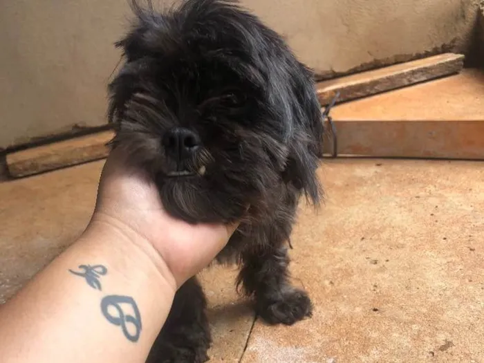 Cachorro ra a Shitszu  idade 2 anos nome Babi e Bobi