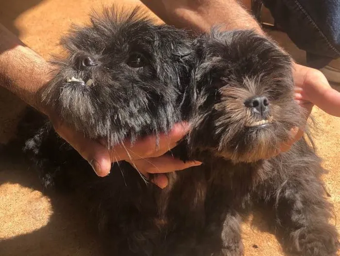 Cachorro ra a Shitszu  idade 2 anos nome Babi e Bobi