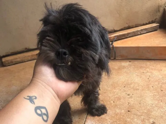 Cachorro ra a Shitszu  idade 2 anos nome Babi e Bobi