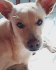 Caramelo
