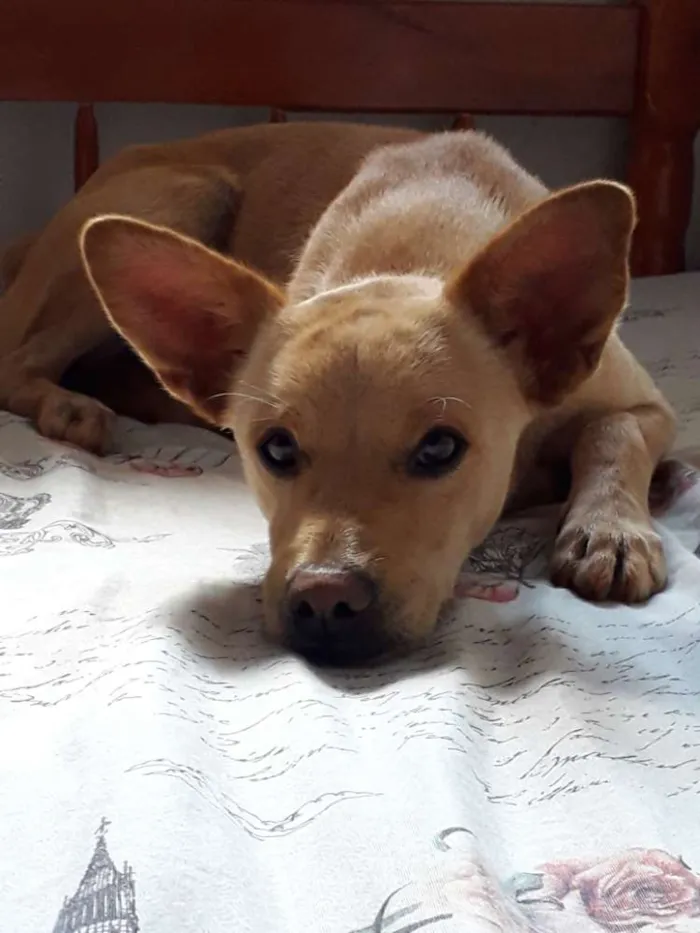 Cachorro raça Sem raça definida  idade 2 anos nome Caramelo