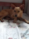 Caramelo