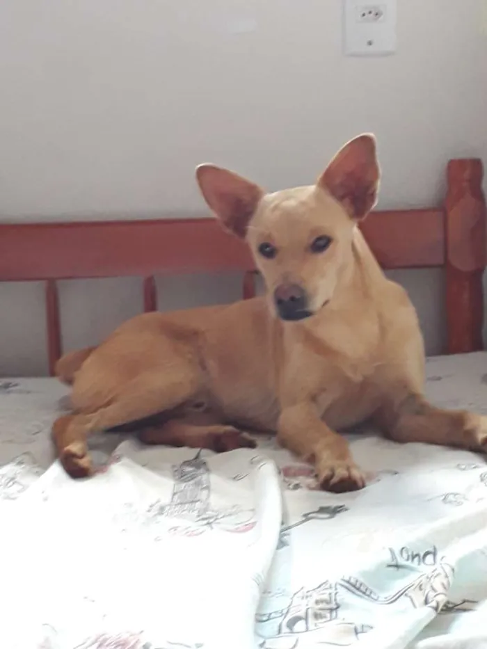 Cachorro raça Sem raça definida  idade 2 anos nome Caramelo