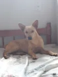 Caramelo