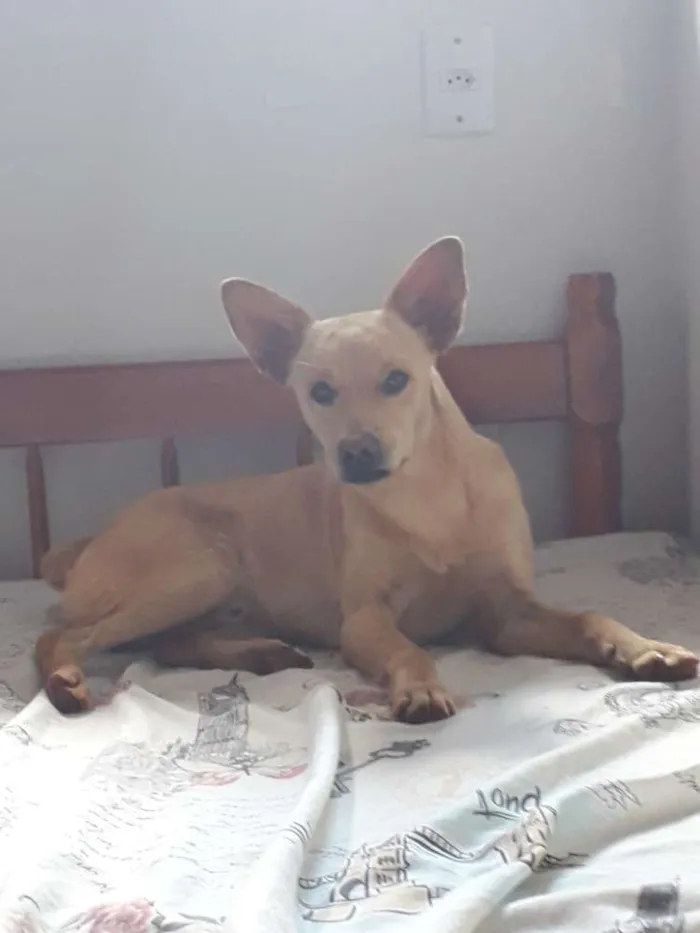 Cachorro raça Sem raça definida  idade 2 anos nome Caramelo