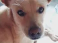 Caramelo