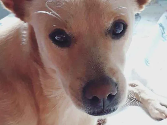 Cachorro raça Sem raça definida  idade 2 anos nome Caramelo