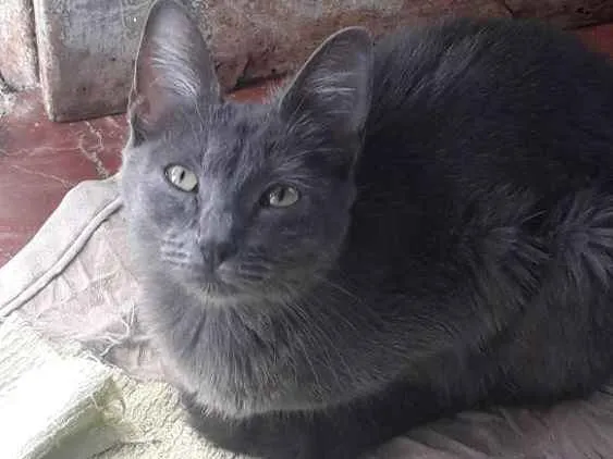 Gato ra a Sem raça definida idade 1 ano nome Gamora