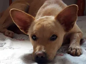 Cachorro raça Sem raça definida  idade 2 anos nome Caramelo