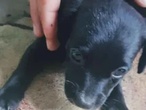 Cachorro raça SRD idade Abaixo de 2 meses nome Filhotes Rosi