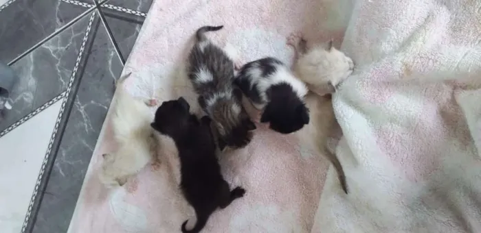 Gato raça  idade Abaixo de 2 meses nome Sem nome