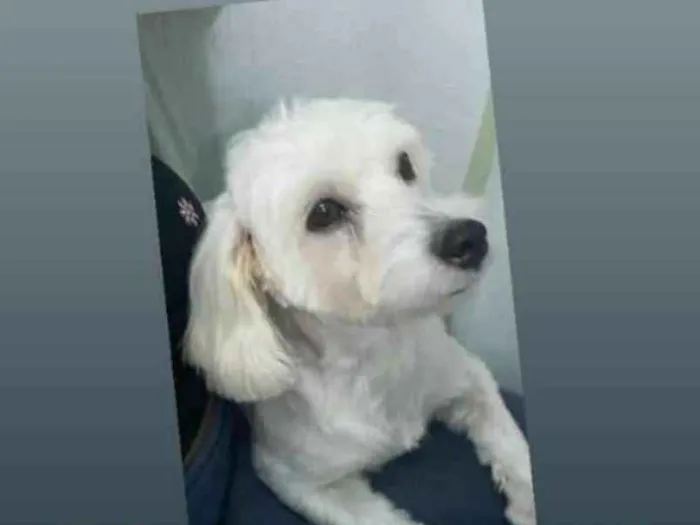 Cachorro ra a Poodle idade 7 a 11 meses nome Malu