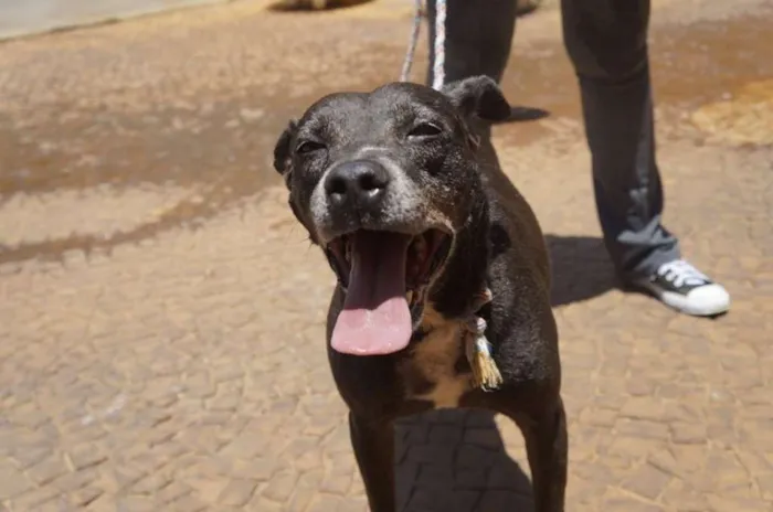 Cachorro ra a Mestiço de Pitbull idade 6 ou mais anos nome Zóio