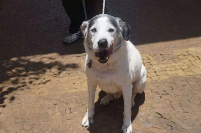 Cachorro ra a SRD idade 6 ou mais anos nome Pirata