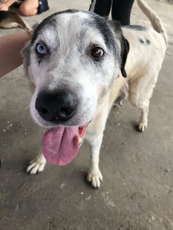 Cachorro ra a SRD idade 6 ou mais anos nome Pirata