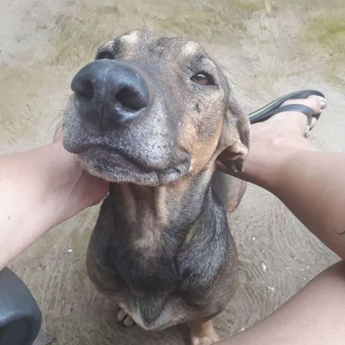 Cachorro ra a Sem Raça Definida idade 5 anos nome Vemneném