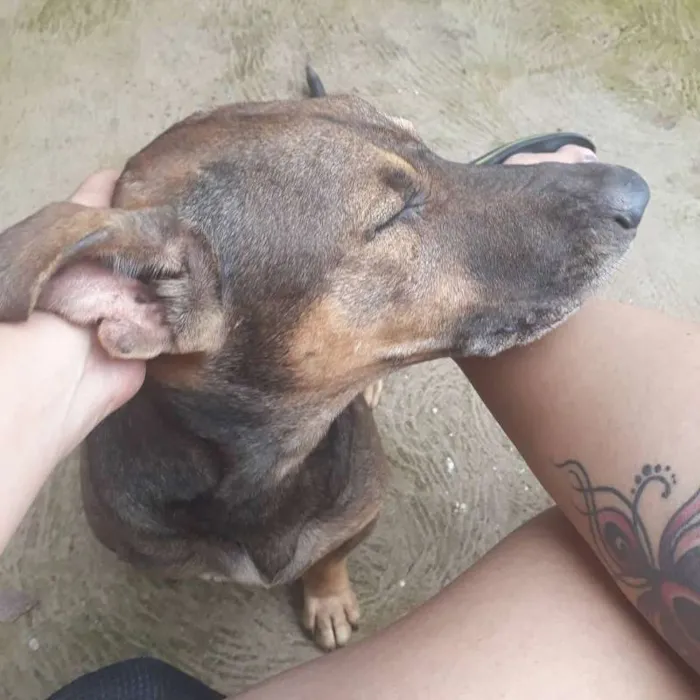 Cachorro ra a Sem Raça Definida idade 5 anos nome Vemneném