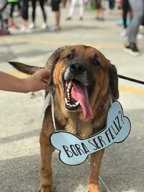 Cachorro ra a SRD idade 6 ou mais anos nome Juca