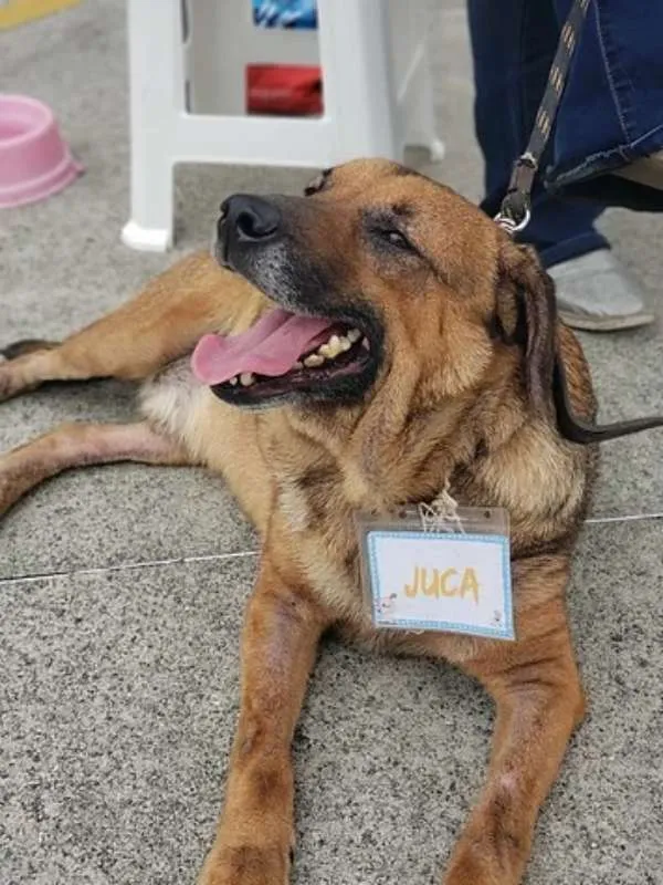 Cachorro ra a SRD idade 6 ou mais anos nome Juca