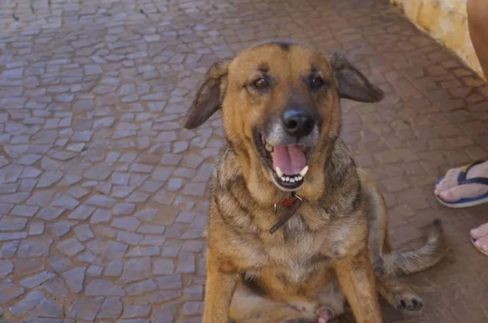 Cachorro ra a SRD idade 6 ou mais anos nome Juca