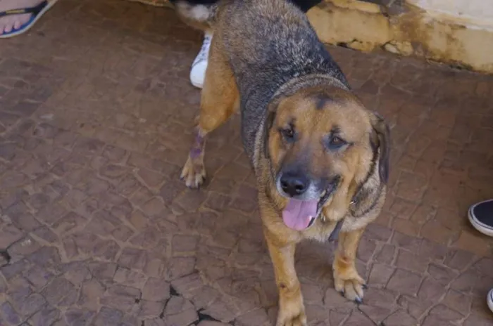 Cachorro ra a SRD idade 6 ou mais anos nome Juca