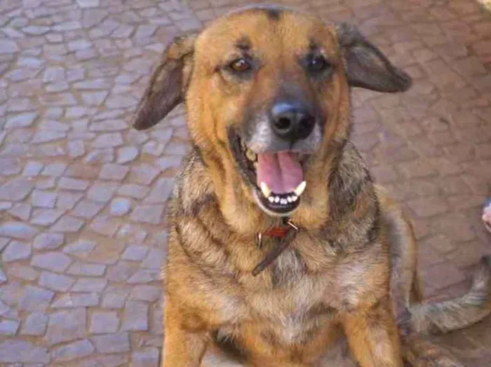 Cachorro ra a SRD idade 6 ou mais anos nome Juca