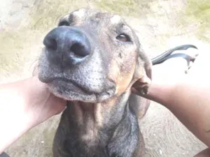 Cachorro raça Sem Raça Definida idade 5 anos nome Vemneném