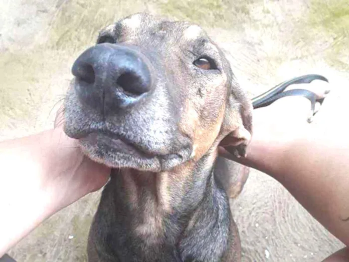 Cachorro ra a Sem Raça Definida idade 5 anos nome Vemneném