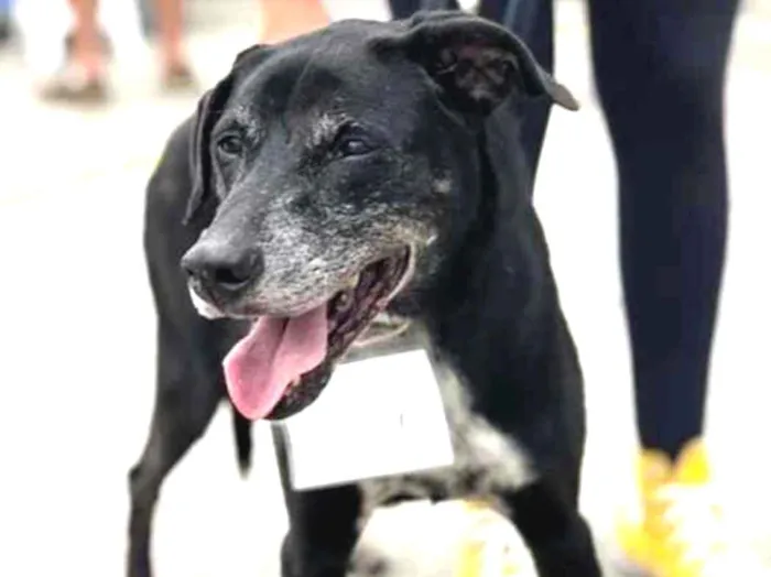 Cachorro ra a SRD idade 6 ou mais anos nome Popó