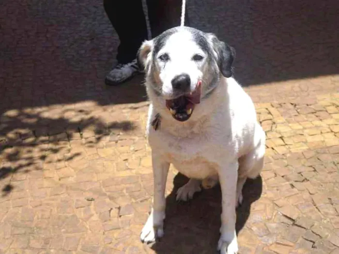 Cachorro ra a SRD idade 6 ou mais anos nome Pirata