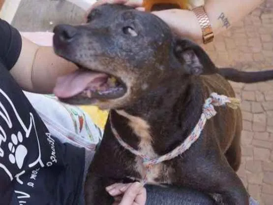 Cachorro ra a Mestiço de Pitbull idade 6 ou mais anos nome Zóio