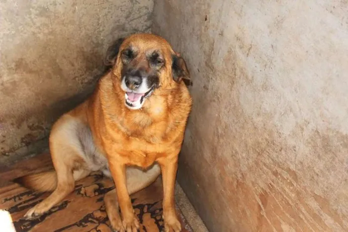 Cachorro ra a SRD idade 6 ou mais anos nome Magda