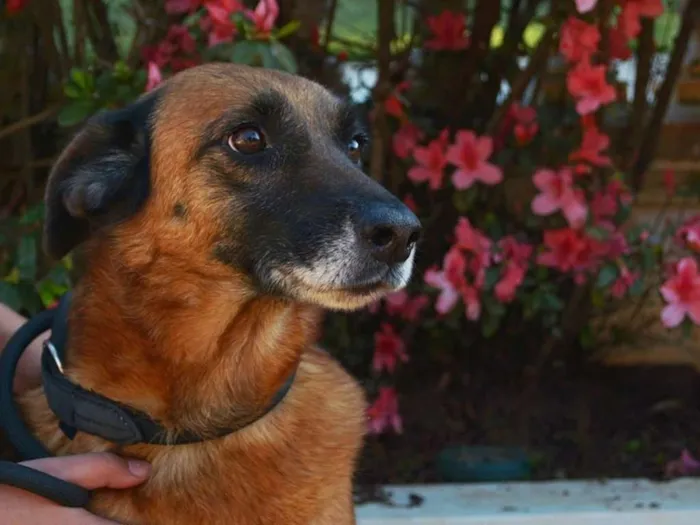 Cachorro ra a SRD idade 6 ou mais anos nome Magda