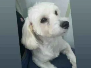 Cachorro raça Poodle idade 7 a 11 meses nome Malu