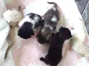 Gato raça  idade Abaixo de 2 meses nome Sem nome