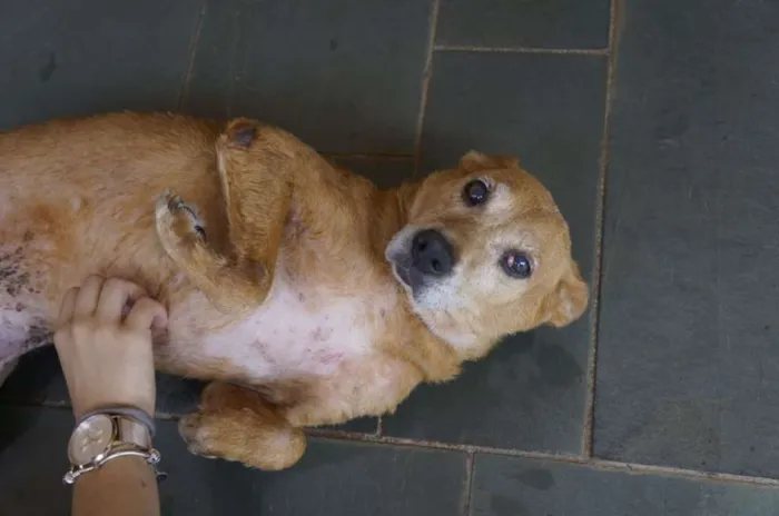 Cachorro ra a SRD idade 6 ou mais anos nome Magnólia