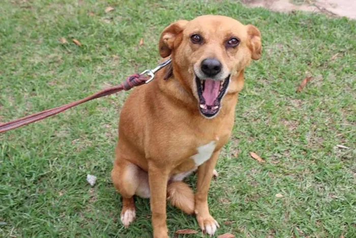 Cachorro ra a SRD idade 6 ou mais anos nome Magnólia