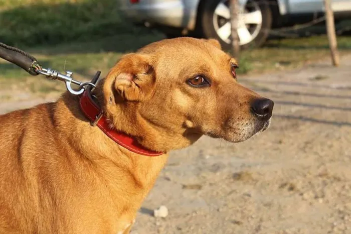 Cachorro ra a SRD idade 6 ou mais anos nome Magnólia