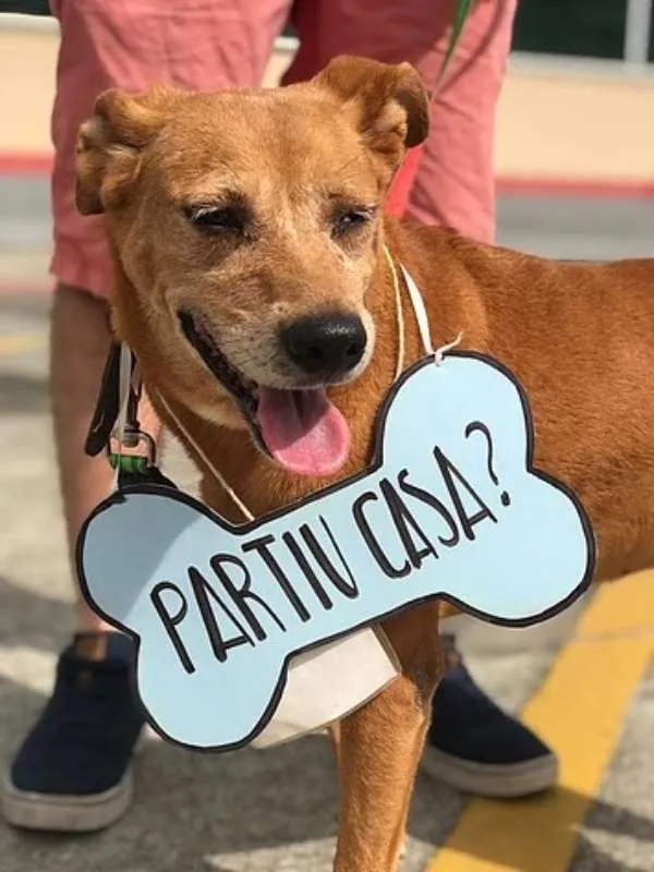 Cachorro ra a SRD idade 6 ou mais anos nome Magnólia