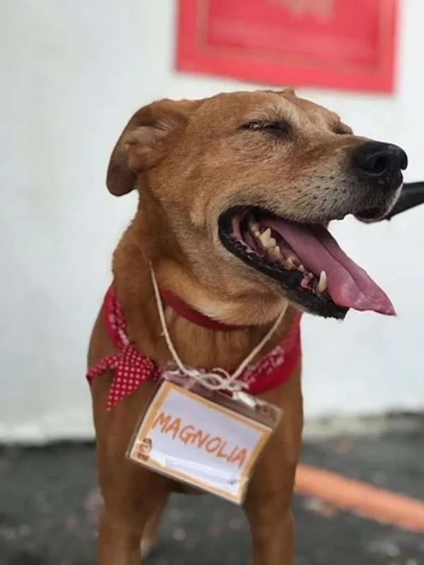 Cachorro ra a SRD idade 6 ou mais anos nome Magnólia