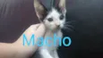 Filhotinhos