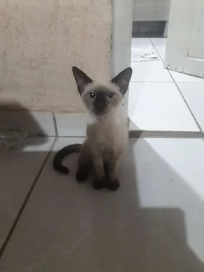 Gato raça  idade  nome Evie