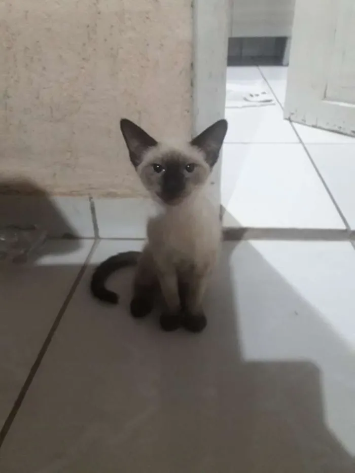 Gato raça  idade  nome Evie