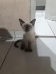 Evie